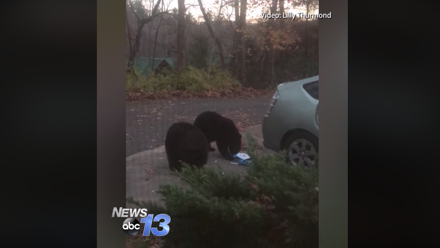 Bears Open Unlocked Car Doors Eat 49 Bars Of Chocolate Cars And