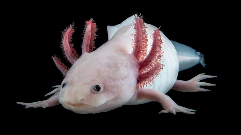 Axolotls (pictured) have a remarkable ability to regenerate lost body parts.