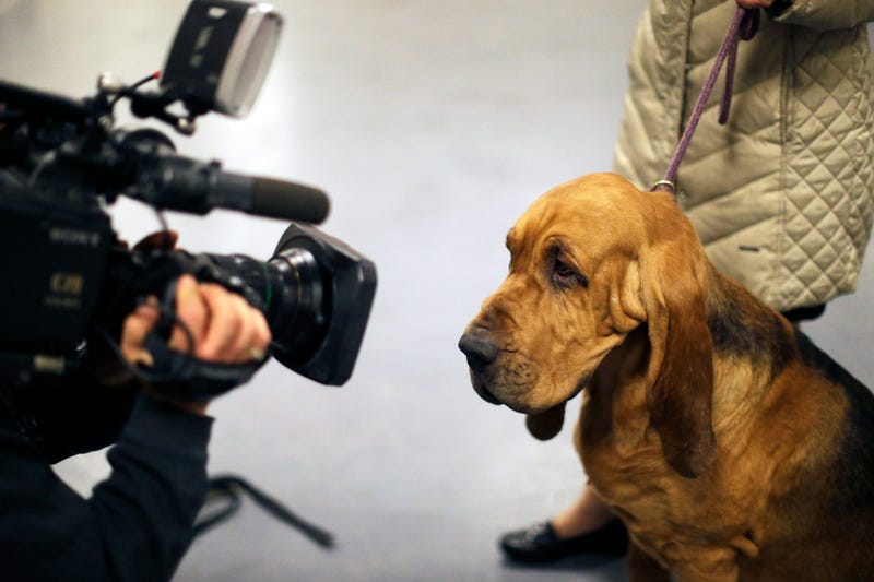 Illustration for article titled Q&A: Nathan, A Bloodhound That Did Not Win The Westminster Dog Show