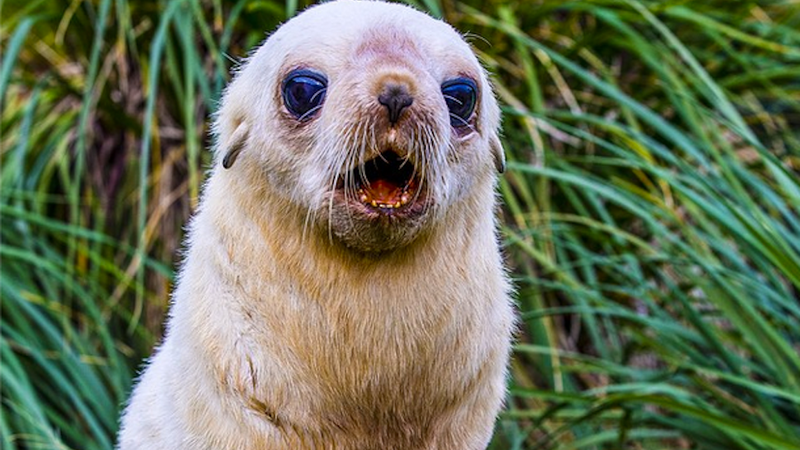 Illustration for article titled Holy Shit Baby Antarctic Fur Seals Are Fucking Cute as Hell
