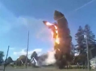 Illustration for article titled Tree Electrocutes Itself on Power Lines, Goes Down in a Ball of Fire
