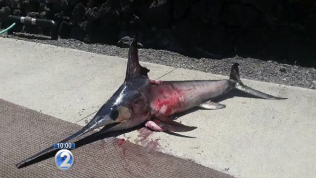 Fisherman Spears Swordfish Swordfish Gores Fisherman