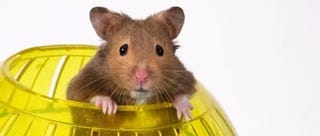 Illustration for article titled What Does A Hamster Have To Do With Super Mario Galaxy?