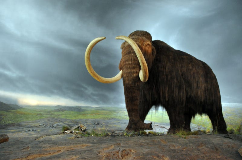 Illustration for article titled Complete Woolly Mammoth Skeleton Found In The North Sea