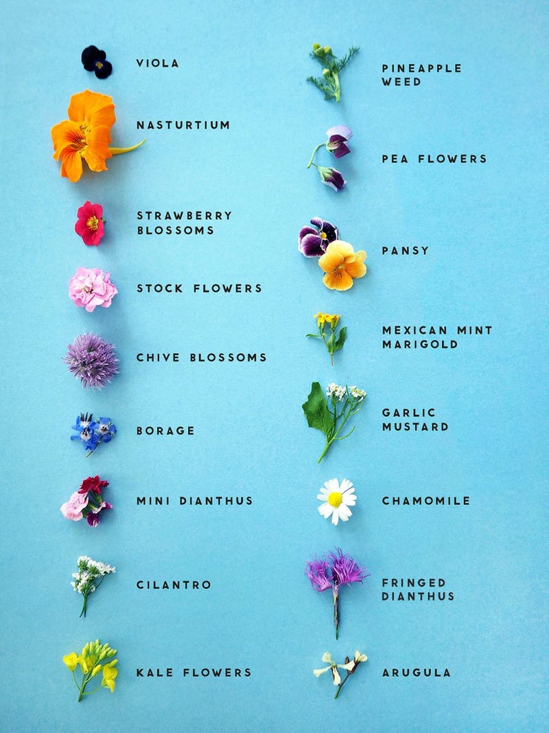 Съедобные цветы список