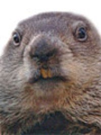 Punxsutawney Phil