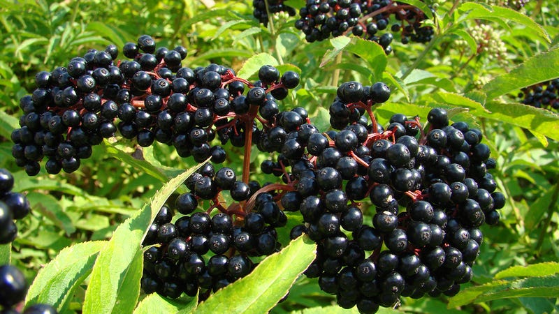 What are some berries that grow on trees?