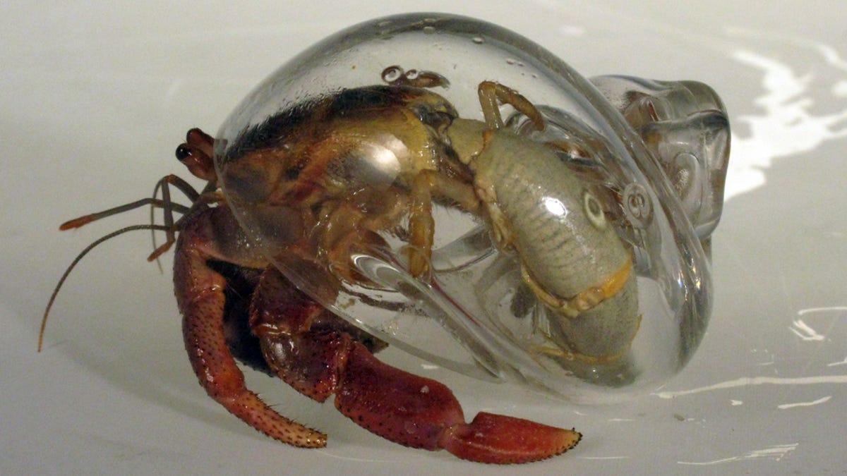 naked hermit crabs Bang big dick ebony