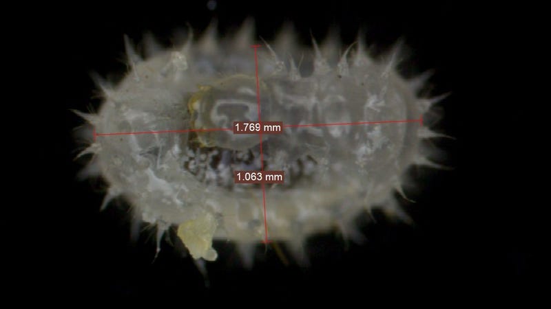 Image: Fox, E.G.P et al