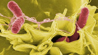 Illustration for article titled 10 Surprising Things That Bacteria Like to Eat