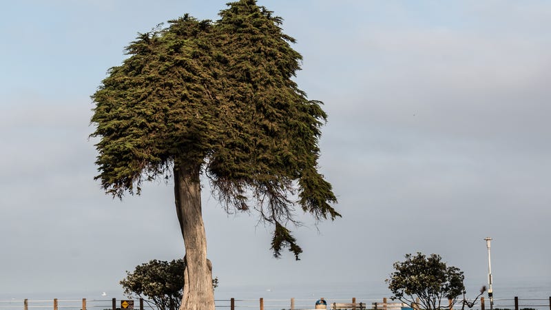 RIP, Lorax Tree.