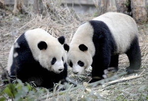 Illustration for article titled China Sends Goodwill Pandas To Taiwan • "Meat Curtains" And Other Weird Ladyparts Slang