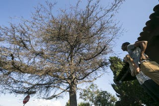 Illustration for article titled In The Rush To Kill Their Lawns, Californians Are Killing Their Trees