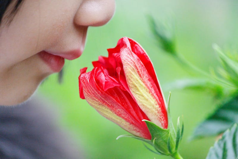 Illustration for article titled Our Ability To Smell Depends On Our Culture