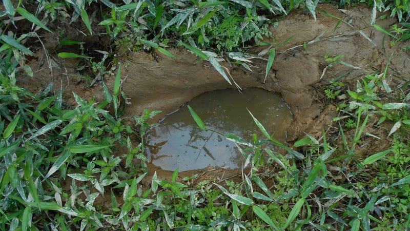 An elephant track filled with water. 