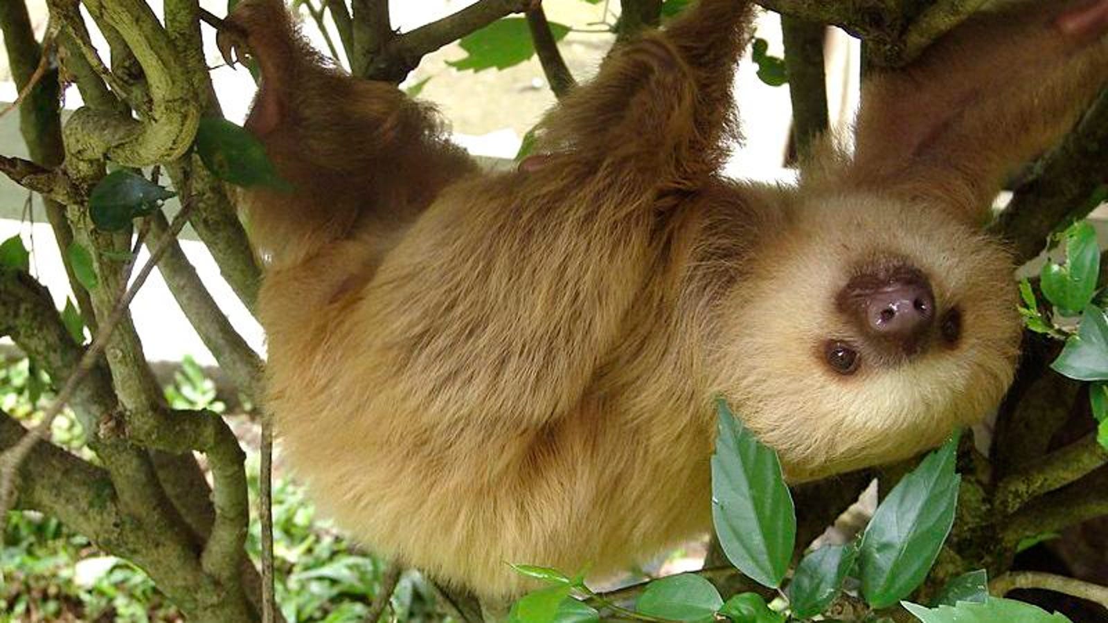 8 Female Sloths That We Bet Male Sloths Would Find Pretty Attractive