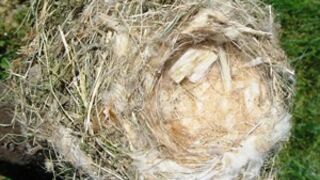 Why cigarette butts are good for birds