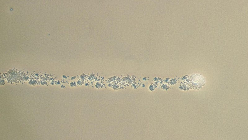 Illustration for article titled Scientists Now Know How Drug-Resistant Superbugs Move