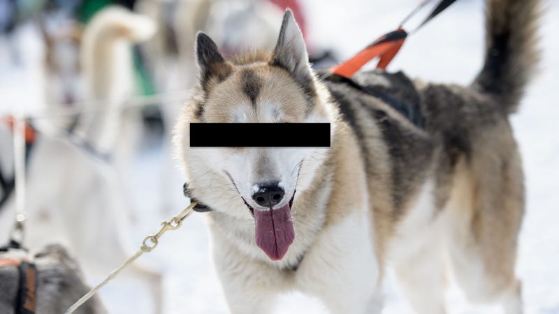 Iditarod Dogs Test Positive for Banned Substance