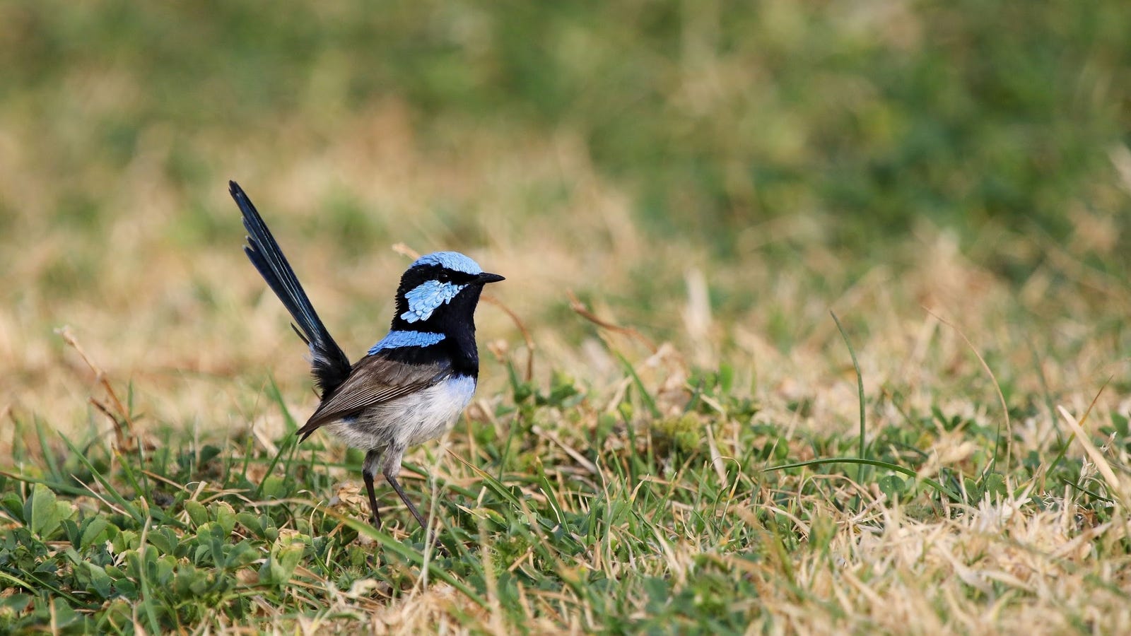 These Australian Birds Learn About Danger by Listening to