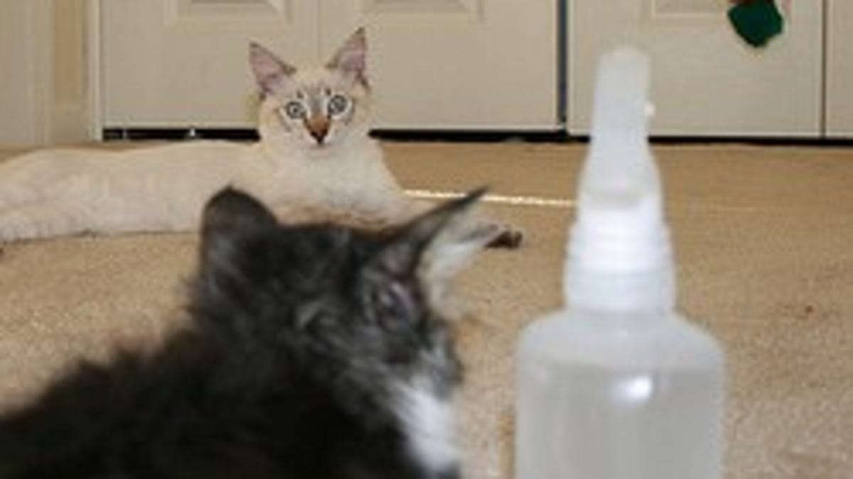 Keep Your Cats From Destroying Furniture