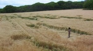Illustration for article titled New Crop Circles Stun Argentina