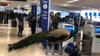 United Airlines Prevents Woman From Traveling With Emotional Support Peacock 