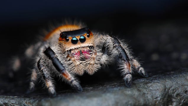 In Spider Society, Female Spiders Are Either Warriors or Nannies