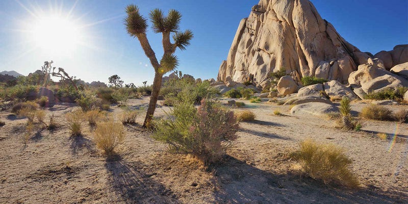 Illustration for article titled It's the middle of summer and I'm going to Joshua Tree National Park