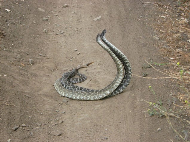 This Is What The Rattlesnake "Combat Dance" Looks Like