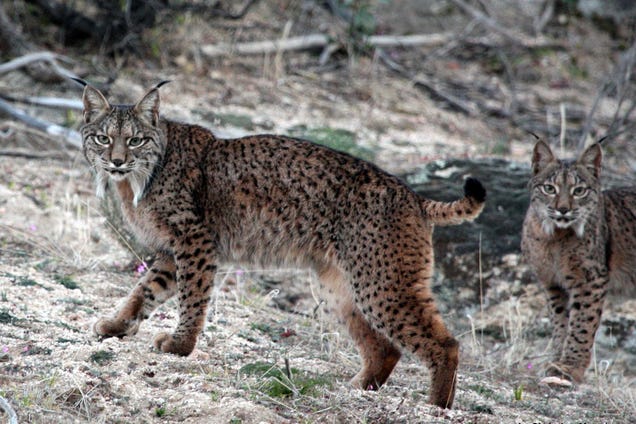 Caturday - Lynx pardinus Edition