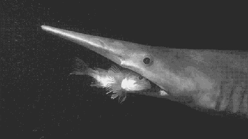 Goblin shark devouring a fish.