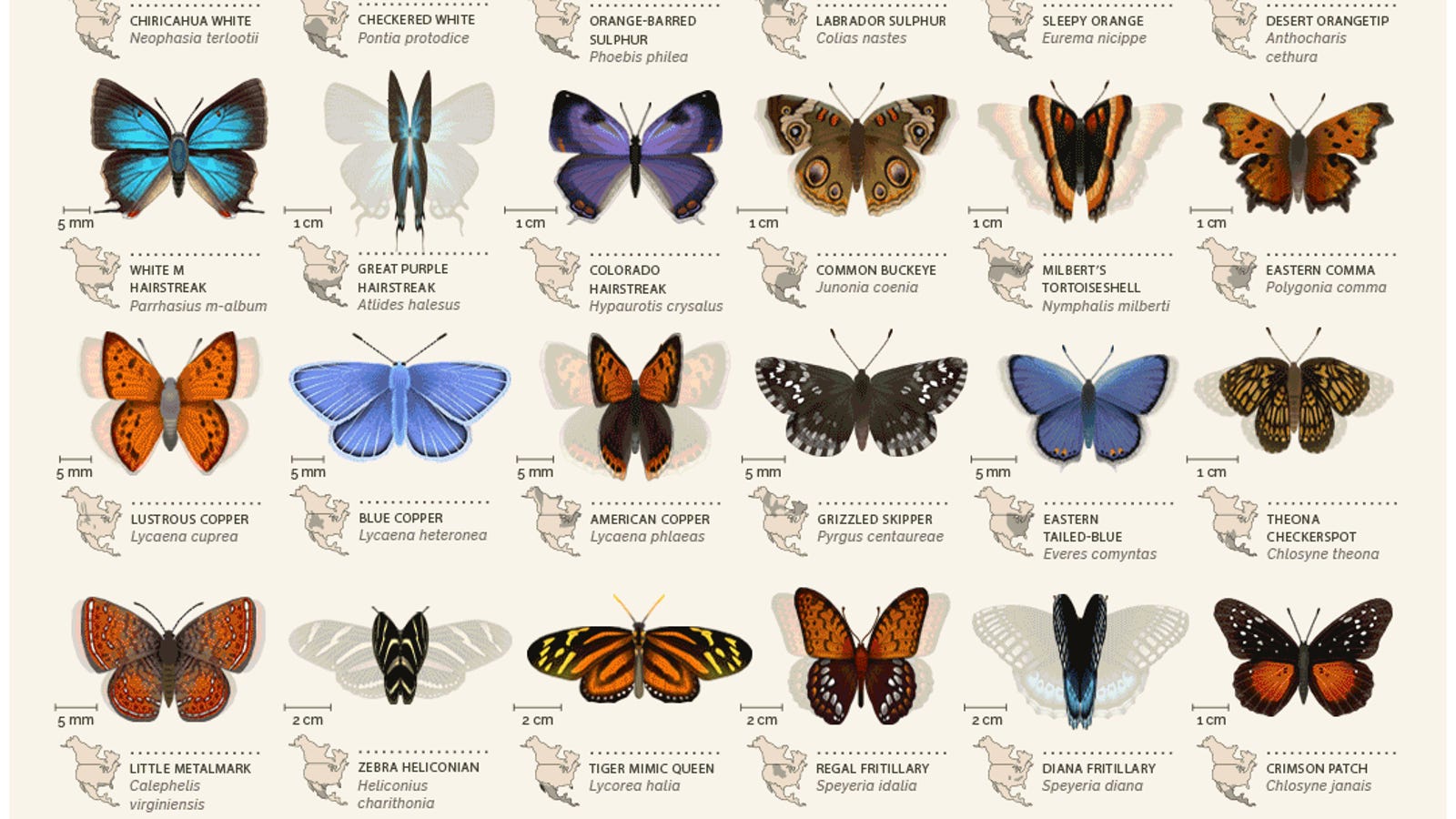 this-animated-field-guide-to-north-american-butterflies-is-mesmerizing