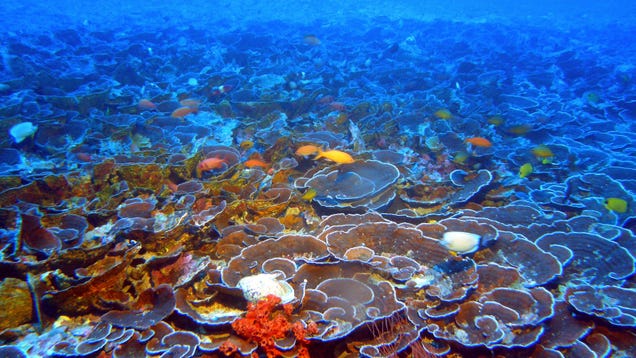 The Jury's Still Out on How Bad Sunscreens Are for Corals