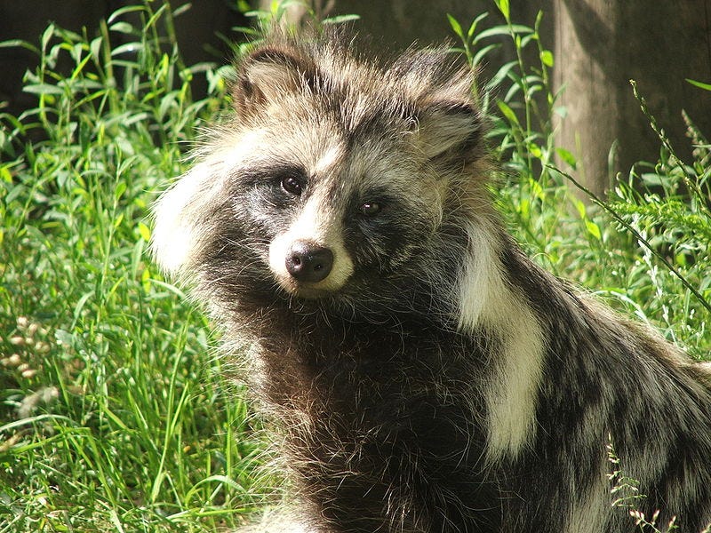 Raccoon Or Dog Us Government Decides The Fate Of Animal Fur