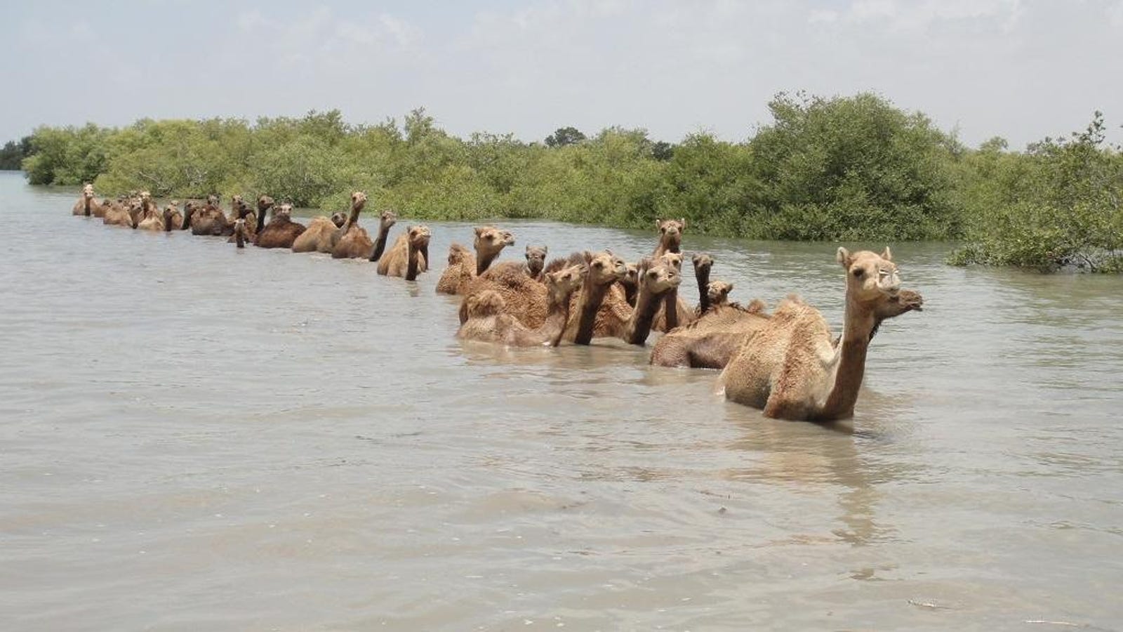 The Fight to Save the Last Swimming Camels on Earth