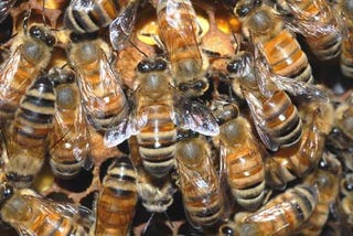 Illustration for article titled Honey bees can get drunk, just like humans