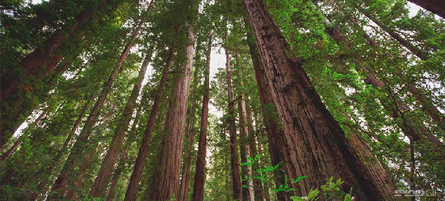 Video: The natural wonderland of the Redwoods is so soothing
