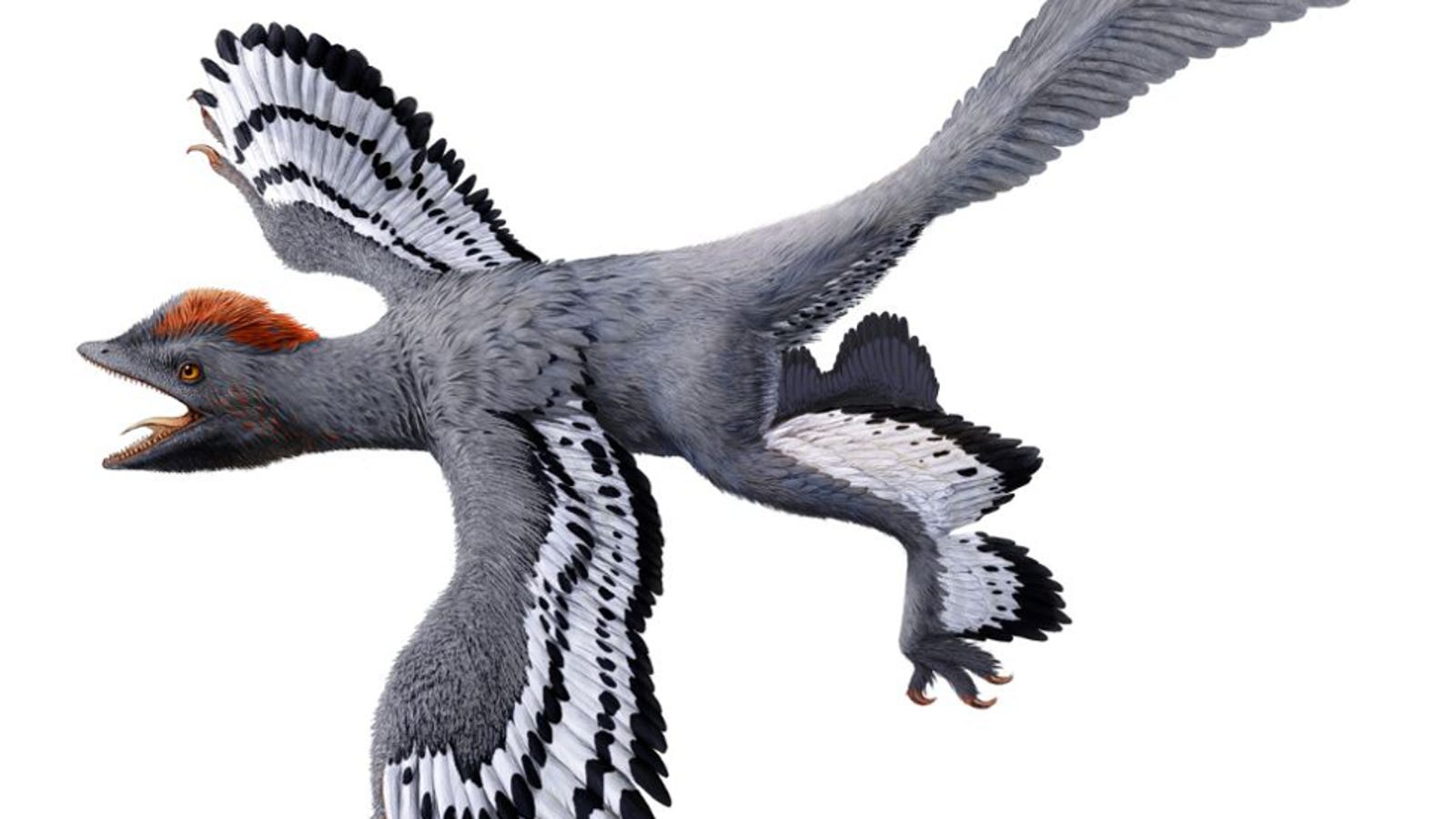 dinosaur with 4 wings