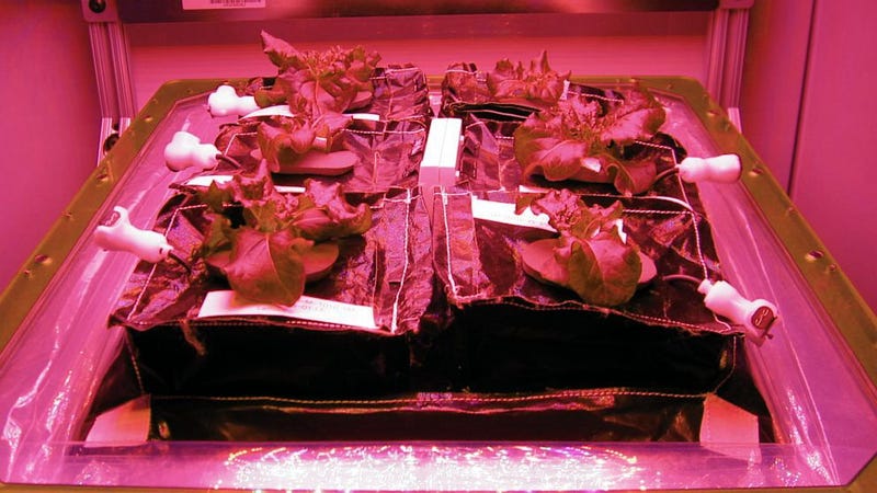 Illustration for article titled Astronauts Plant Largest Space Garden On International Space Station
