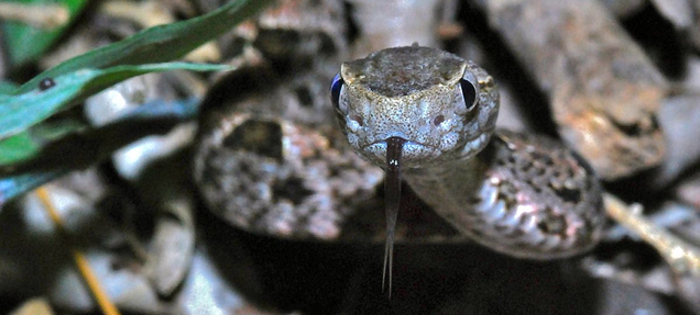 Snakes in Costa Rica Bite People More Often During El Niño Years