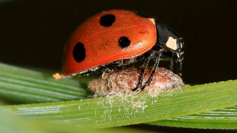 Infected Zombie Spiders Forced To Build Incubation