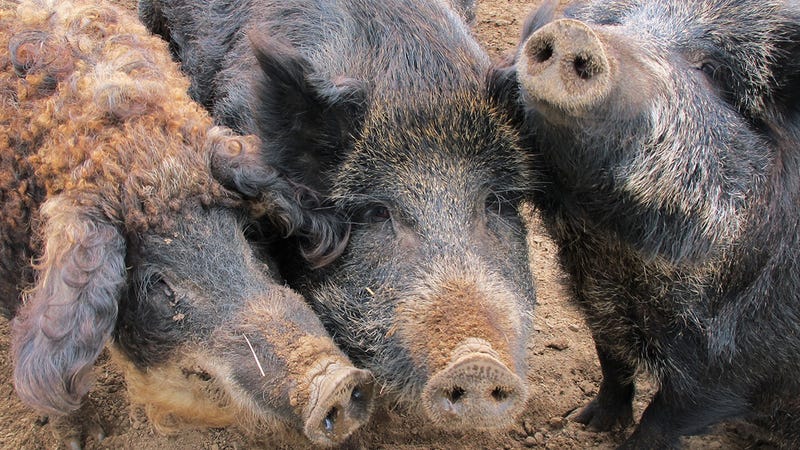 photo of Texas Turns to Chemical Warfare to Bring ‘Feral Hog Apocalypse' image