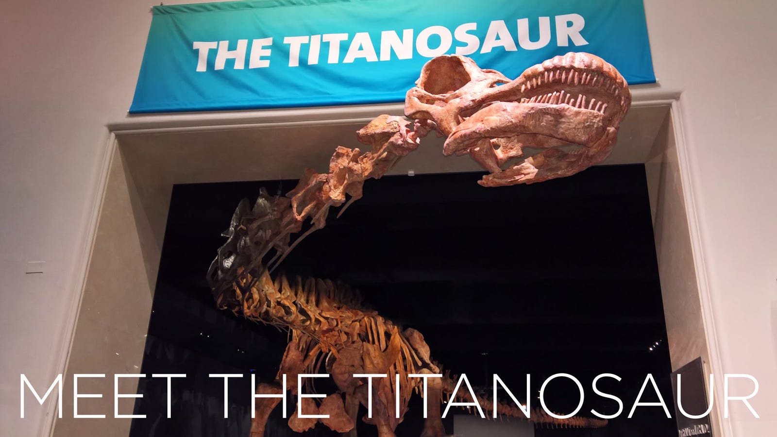 world's biggest dinosaur skeleton