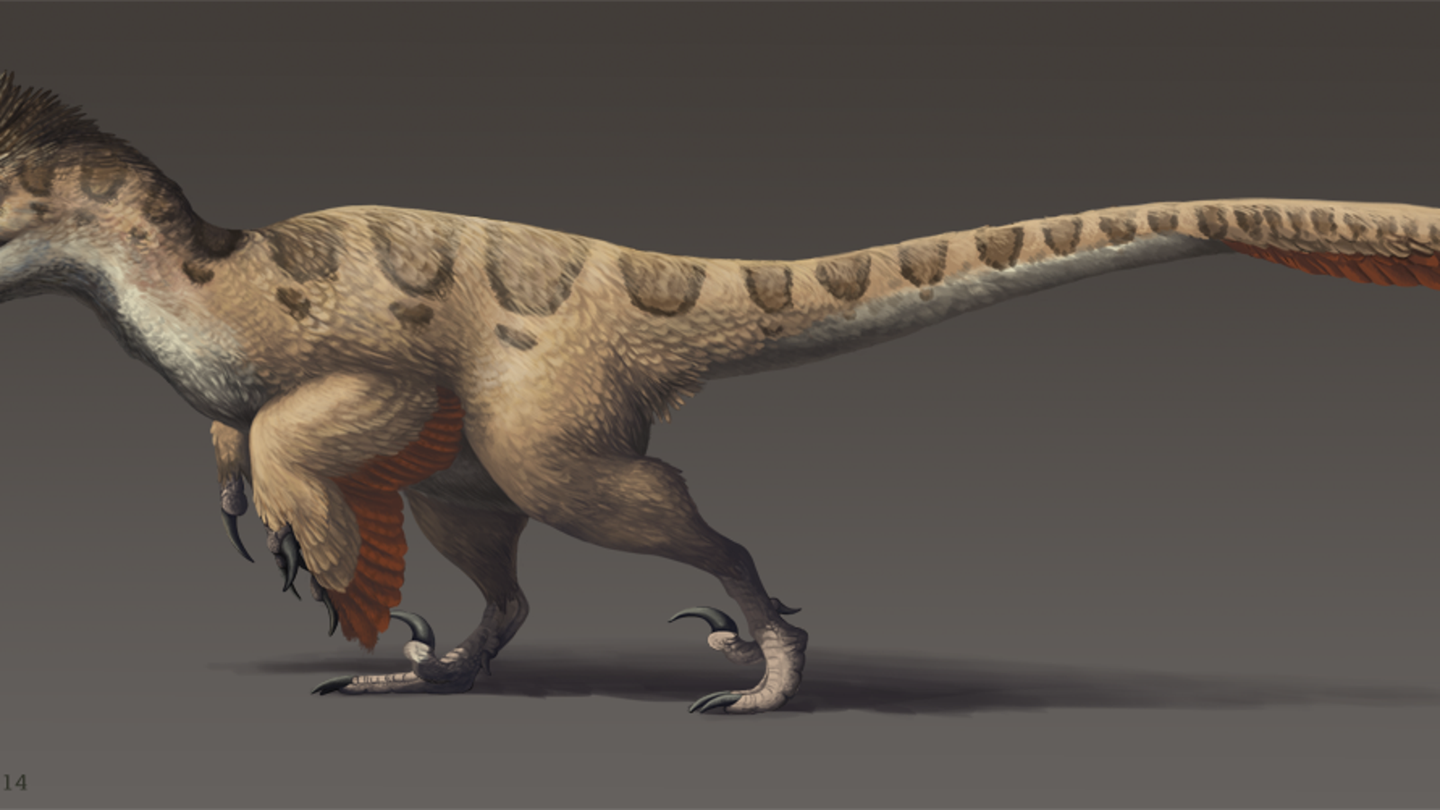 utahraptor with feathers