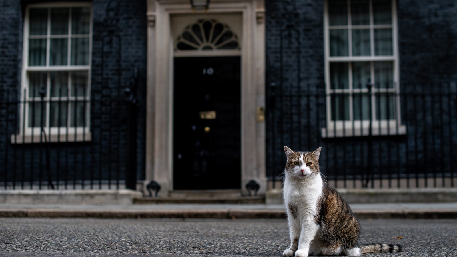 Make the Cat Prime Minister