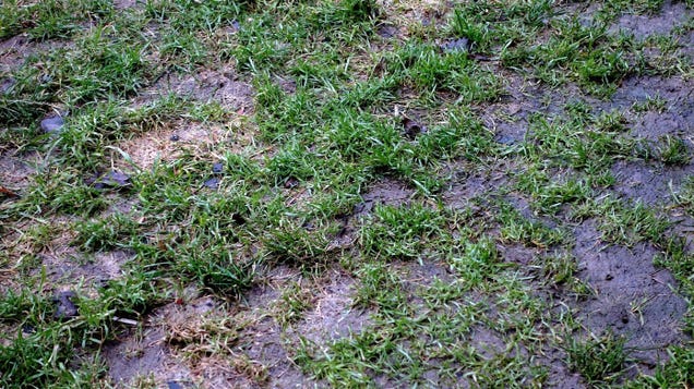 Two Easy Ways to Drain a Waterlogged Lawn