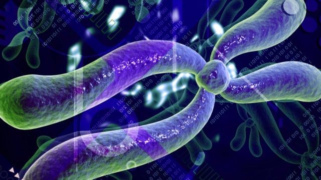 The Y chromosome isn't going extinct after all