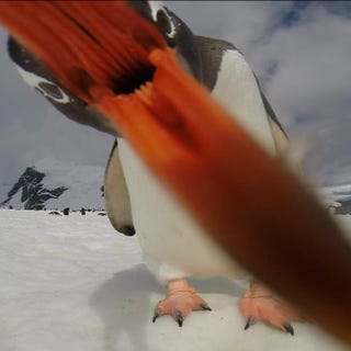 Illustration for article titled Penguin takes selfie, looks like a giant monster from hell