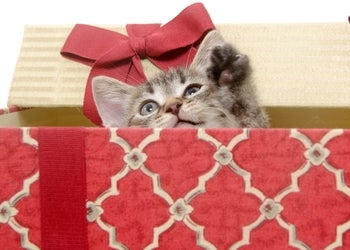 Illustration for article titled Holiday Gift Guide: Your Local Animal Shelter (and a treatise on blankets)